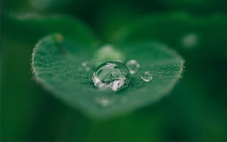 Feuille avec une goutte d'eau