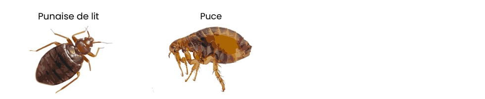 Visuel_Punaise de lit vs puce_2