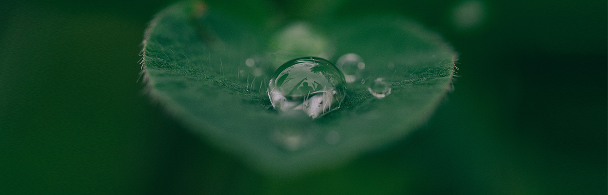 Feuille avec une goutte d'eau