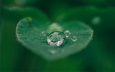 Feuille avec une goutte d'eau